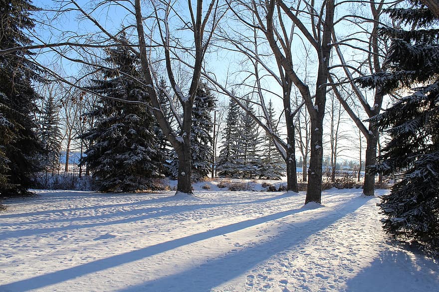 vinter-, skog, natur, kall, snöig, träd, vintrig, snöfall, januari, frysta, fantasi