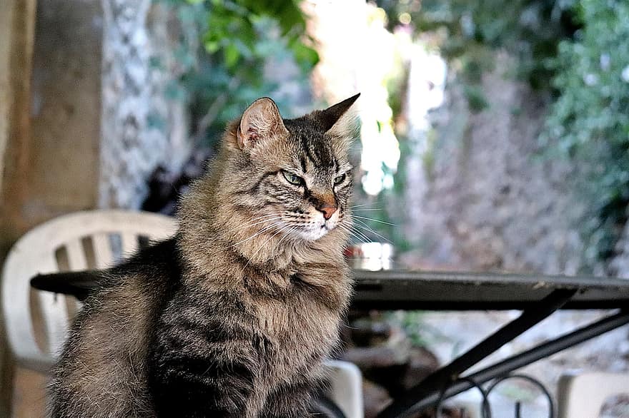 katter, kattedyr, tabby, rovdyret, søt, bedårende, sitter, terrasse, landsby, sommer, hvile