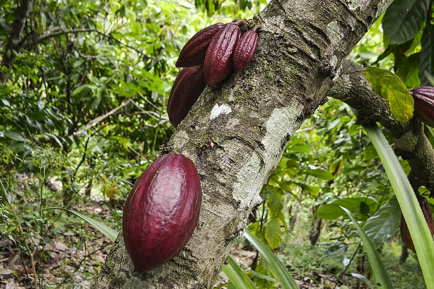 kakaófa, csokoládé, organikus, kakaóbab, fa, levél növényen, növény, közelkép, ág, erdő, zöld szín