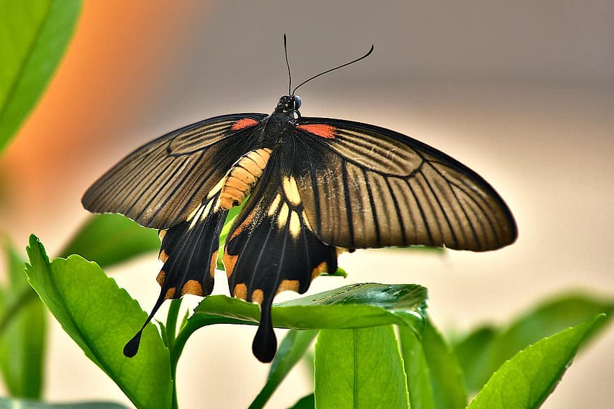 グレートモルモンバタフライ、昆虫、バタフライ、翼のある昆虫、熱帯の蝶、自然、バックグラウンド、飛んでいる虫、閉じる、マクロ、マルチカラー