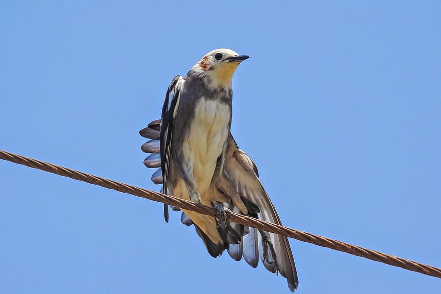 Chestnut-cheeked Starling, Bird, Animal, Wildlife, Plumage, Electrical Wire, Perched, Ornithology, Birdwatching, Nature, Closeup