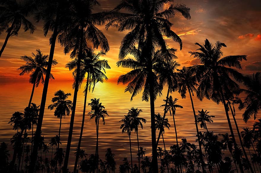 feriado, tropical, natureza, mar, paraíso, relaxar, calmo, panorama, palmas, silhueta