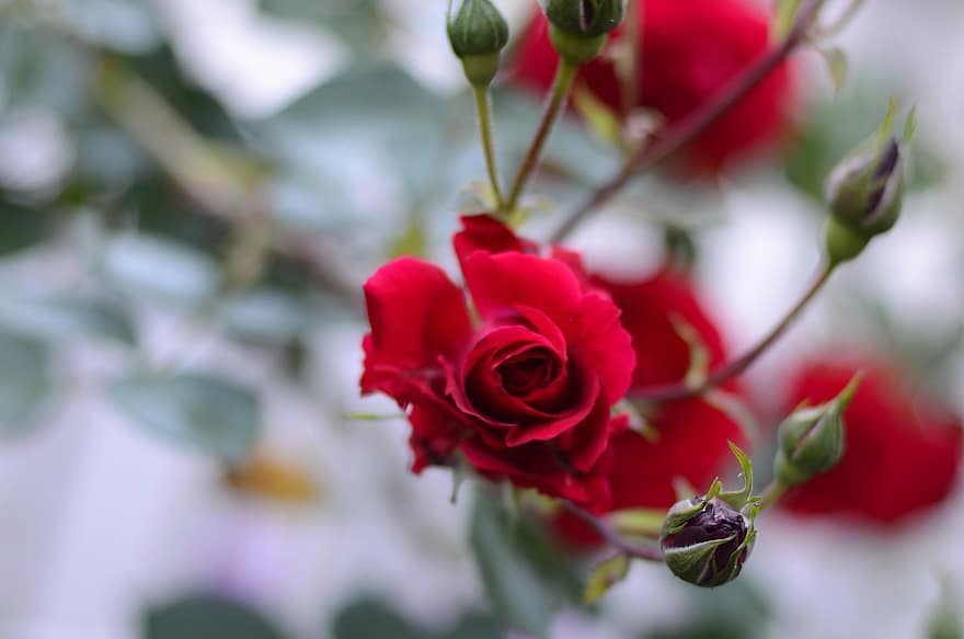 Rosen, rote Rosen, Rosenknospen, Blütenknospen, rote Blumen, Blumen, blühen, Garten, Frühling, Blume, Nahansicht