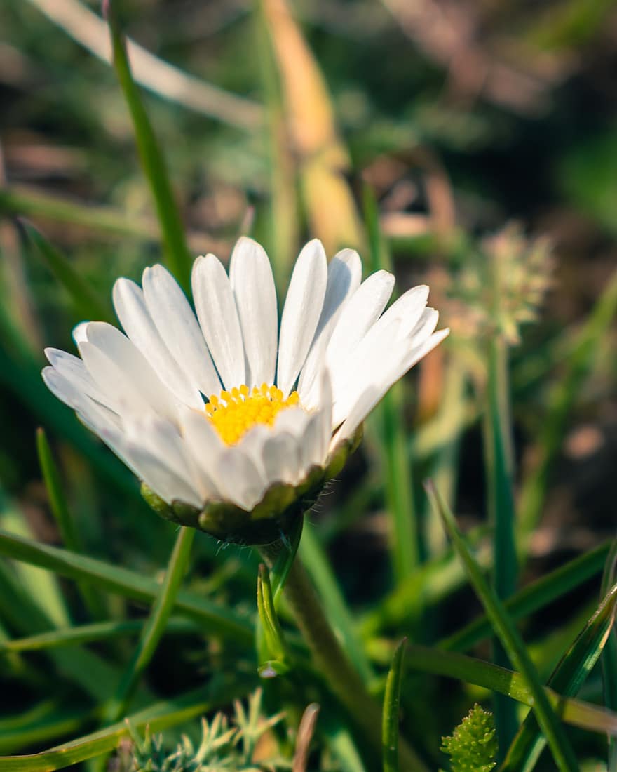 Marguerite, fleur blanche, fleur épanouie, Prairie, fleur sauvage, la nature, herbe, été, fleur, plante, couleur verte