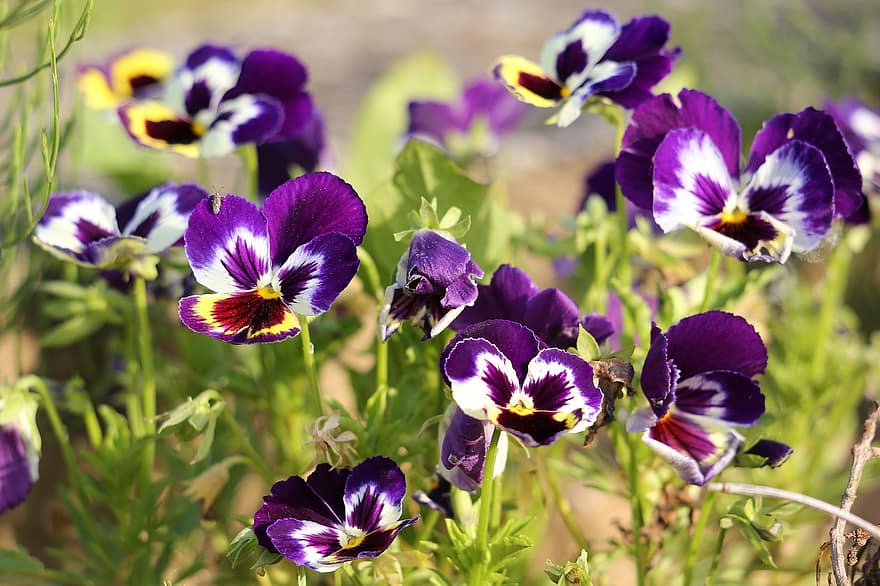 Pansy, Flowers, Plants, Purple Flowers, Petals, Bloom, Spring, Meadow, Nature