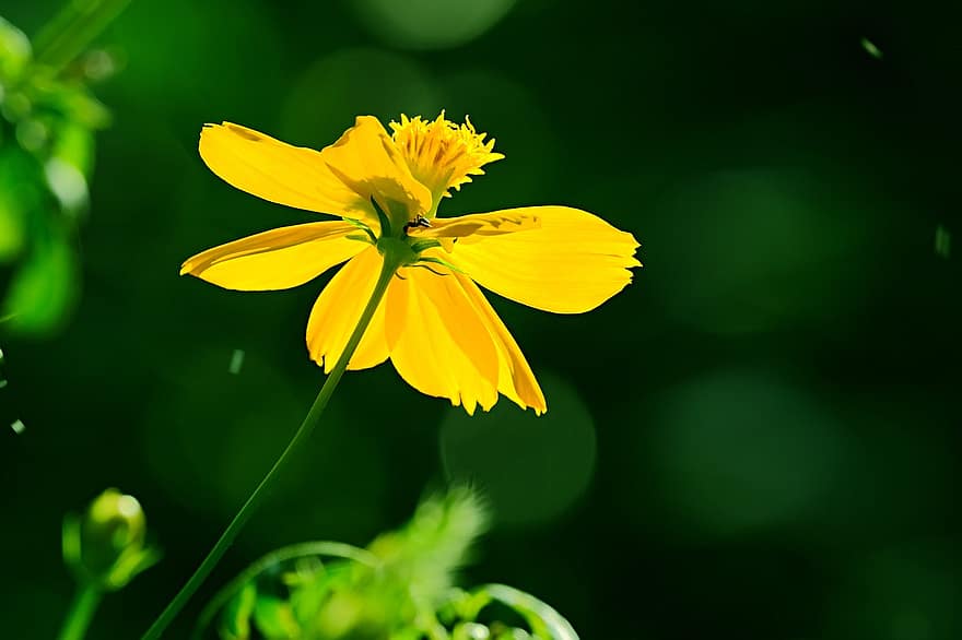 σύμπαν, λουλούδι, κίτρινο άνθος, κήπο του Κόσμου, κήπος, χλωρίδα