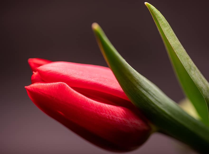 tulipan, blomst, rød blomst, blomstre, vårblomst, petals, røde kronblader, flora, anlegg, natur