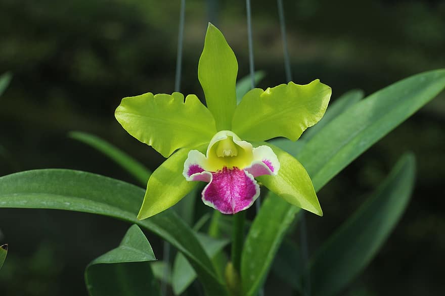 Cattleya, Flower, Orchid, Bloom, Pink Flower, Dendrobium, Garden, leaf, plant, close-up, green color