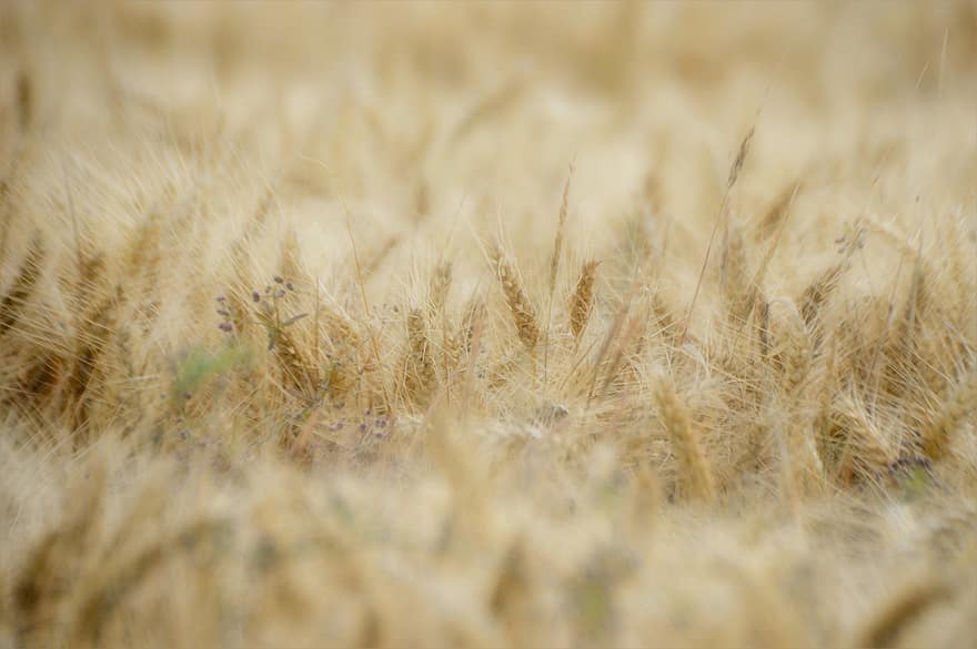 trigo, espigões, cereais, agricultura, verão, natureza, campo, farinha, colheita