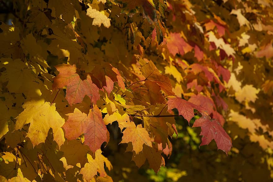 l'automne, feuilles, feuillage, feuilles d'automne, feuillage d'automne, saison de l'automne