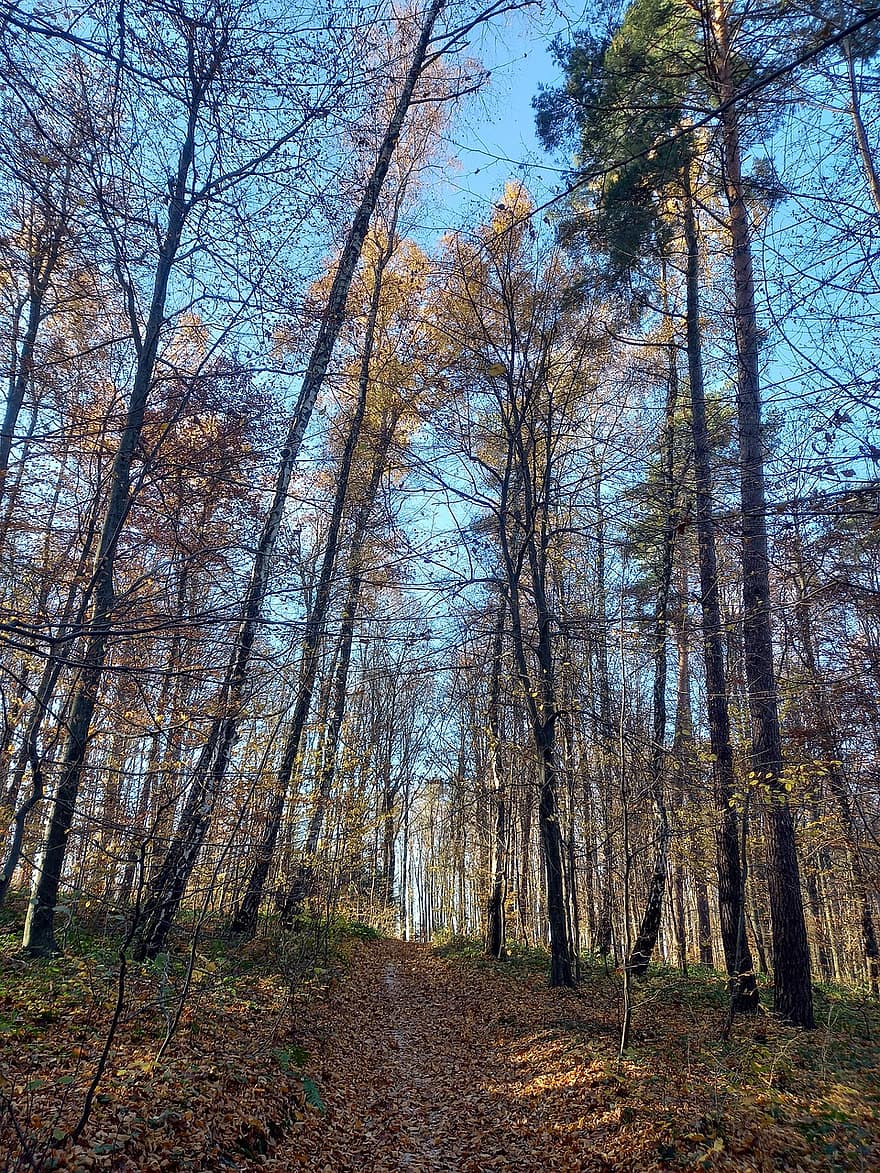 森林、秋、森の中、パーク、自然、トレイル、木、シーズン、葉、黄、風景