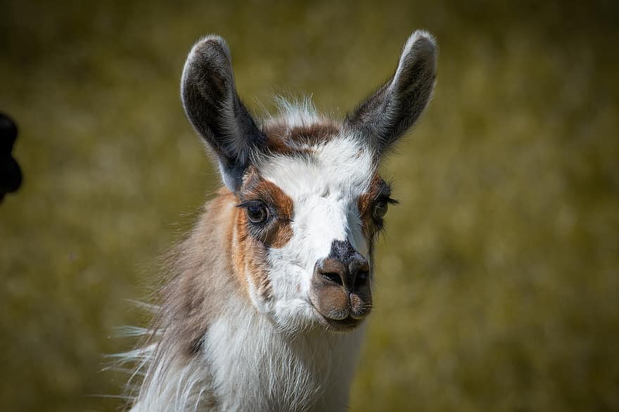 lama, alpacka, däggdjur, lama huvudet, fick syn på, patched, päls, djur-, bete
