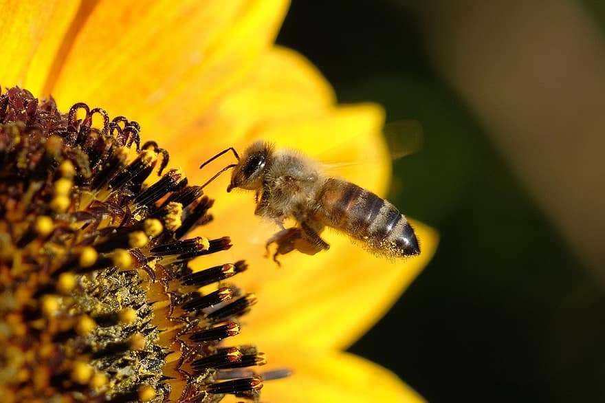 abeja, girasol, polinización, macro, insecto, amarillo, de cerca, flor, planta, polen, verano