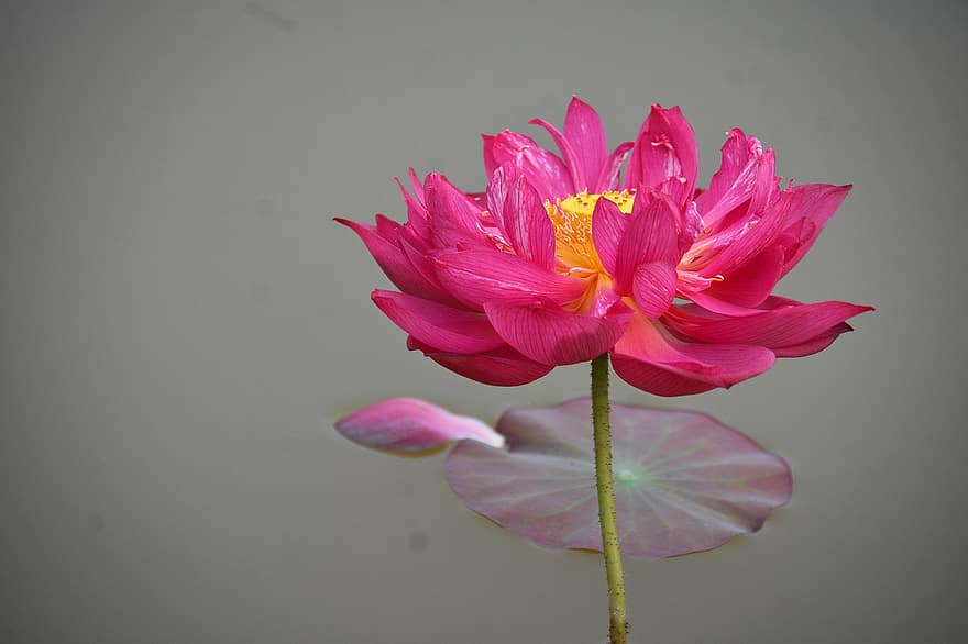 Lotus, Pond, Lake, Lily Pad, Bloom, Blossom, Flora, Botany, Plants