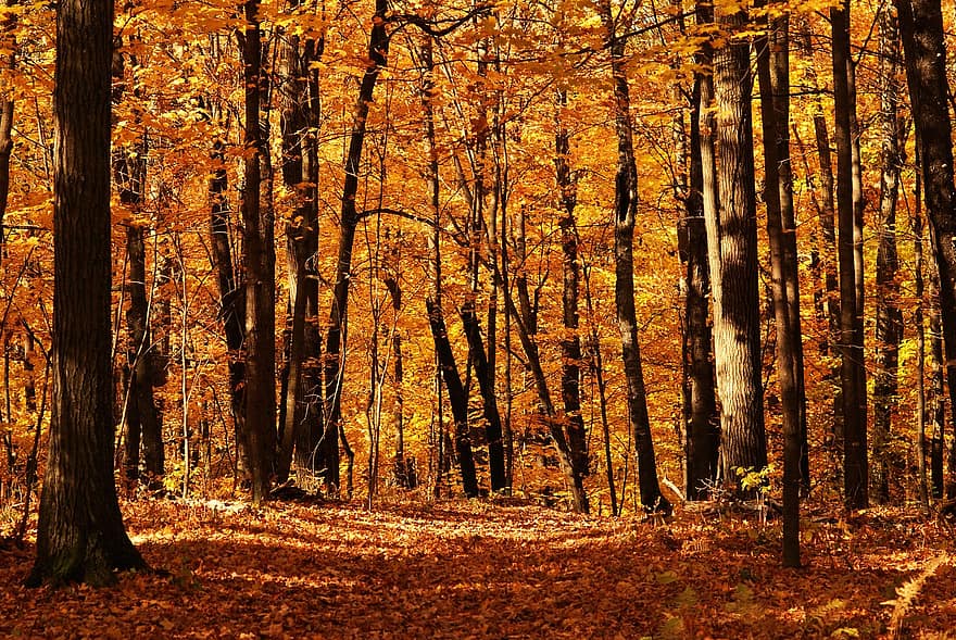есен, гора, дървета, листа, шума, есенни листа, есенна листа, есенни цветове, есенния сезон, попадат зеленина, цветовете на есента