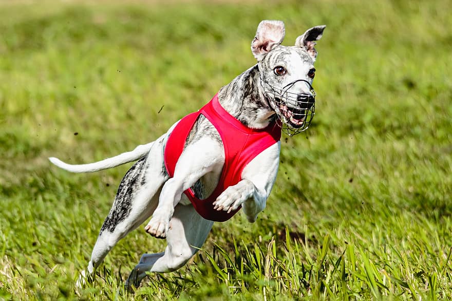 hund, whippet, löpning, utomhus, fält, aktiva, rörlighet, djur-, atletisk, skön, ras