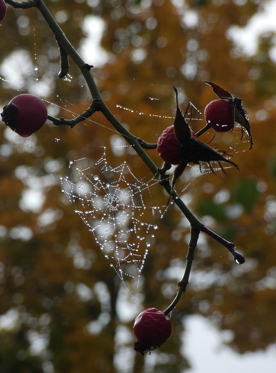 rosehip, jaring laba-laba, embun, basah, tetesan embun, sarang laba-laba, Rose Heps, Rose Haws, buah-buahan, cabang, menanam