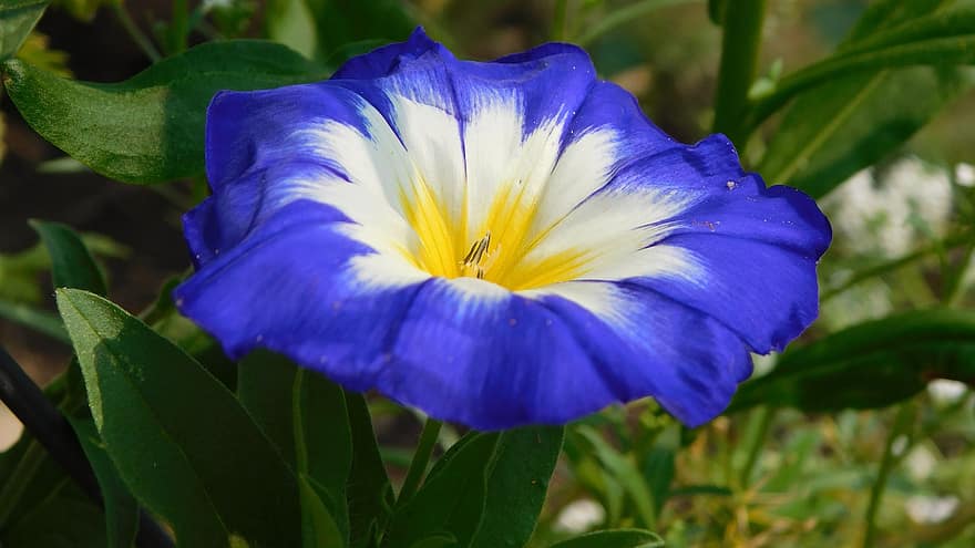 blaue Blume, unbekannte, Laub, Weiß, Innen gelb, Bokeh