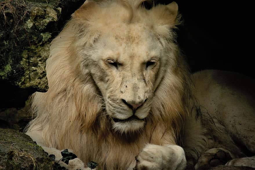 løve, dyr, mane, pattedyr, rovdyret, dyreliv, safari, dyrehage, natur, dyreliv fotografering, villmark