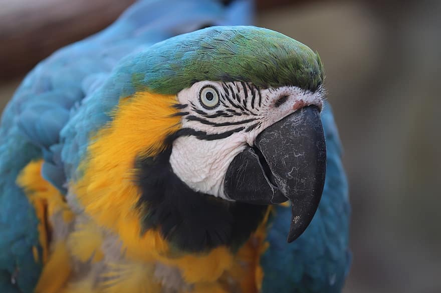 gul macaw, era, fugl, sitter, papegøye, dyr, fjær, fjærdrakt, nebb, fugletitting, ornitologi