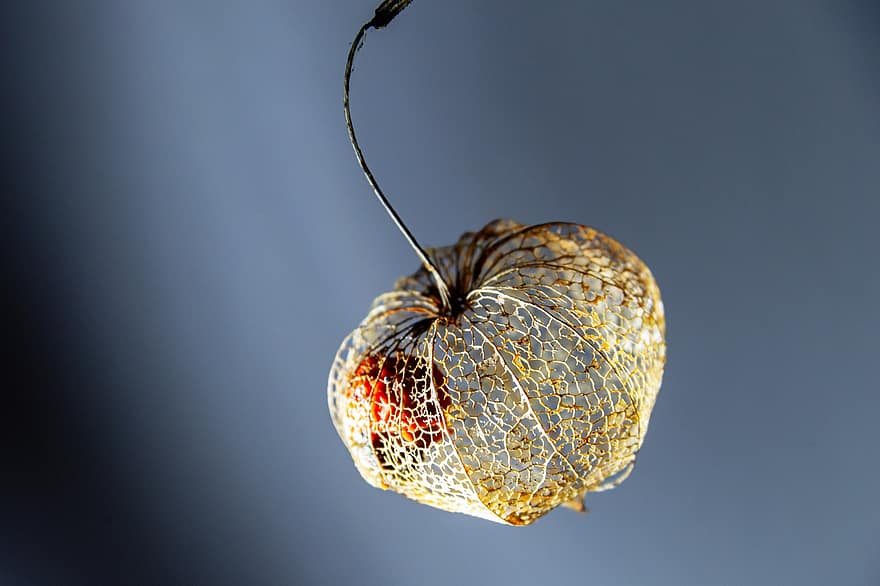 Lampion Flower, Growth, Botany, Nature, Plant, Blossom, Bloom, Fall, Physalis, Nightshade Plant, Close Up