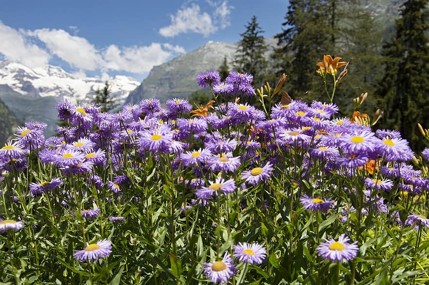 ดอกไม้, ภูเขา, สนาม, ทุ่งหญ้า, กลีบดอก, วัชพืช, หญ้า, ธรรมชาติ, Prato