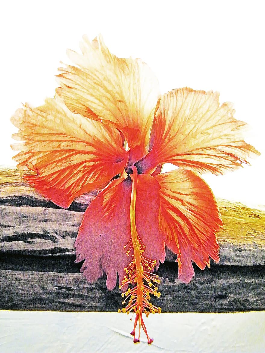 gėlė, gimtoji, flora, Kuba, cayo largo, pobūdį, atogrąžų, šventė, oranžinė, skaitmeninis menas