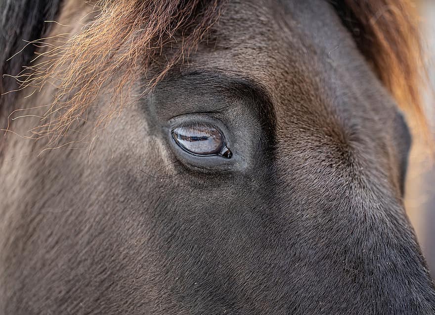 kuda, kuda betina, mata, kepala kuda, bulu mata, rambut, kepala hewan, merapatkan, tanah pertanian, kuda jantan, mata binatang