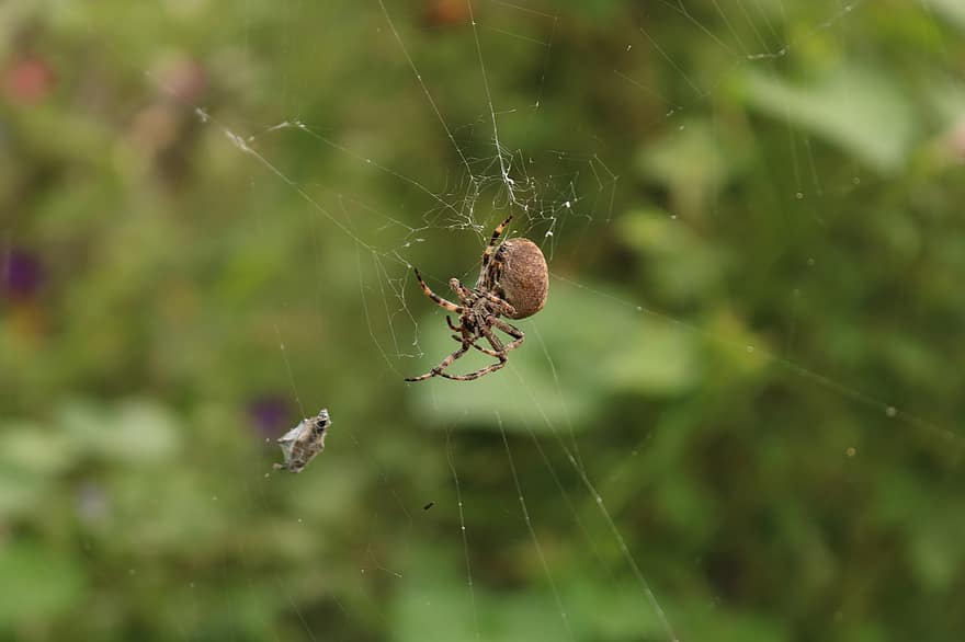 hämähäkki, hämähäkinverkko, hyönteinen, seitti