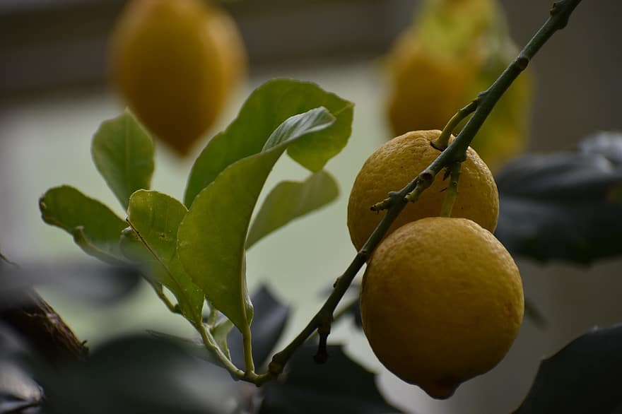 лимоны, фрукты, питание, свежий, здоровый, созревший, органический, милая, производить, урожай, Цитрусовый фрукт