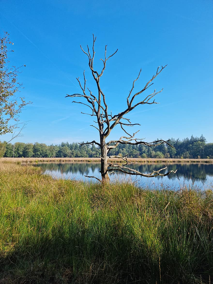 дърво, природа, на открито, езеро