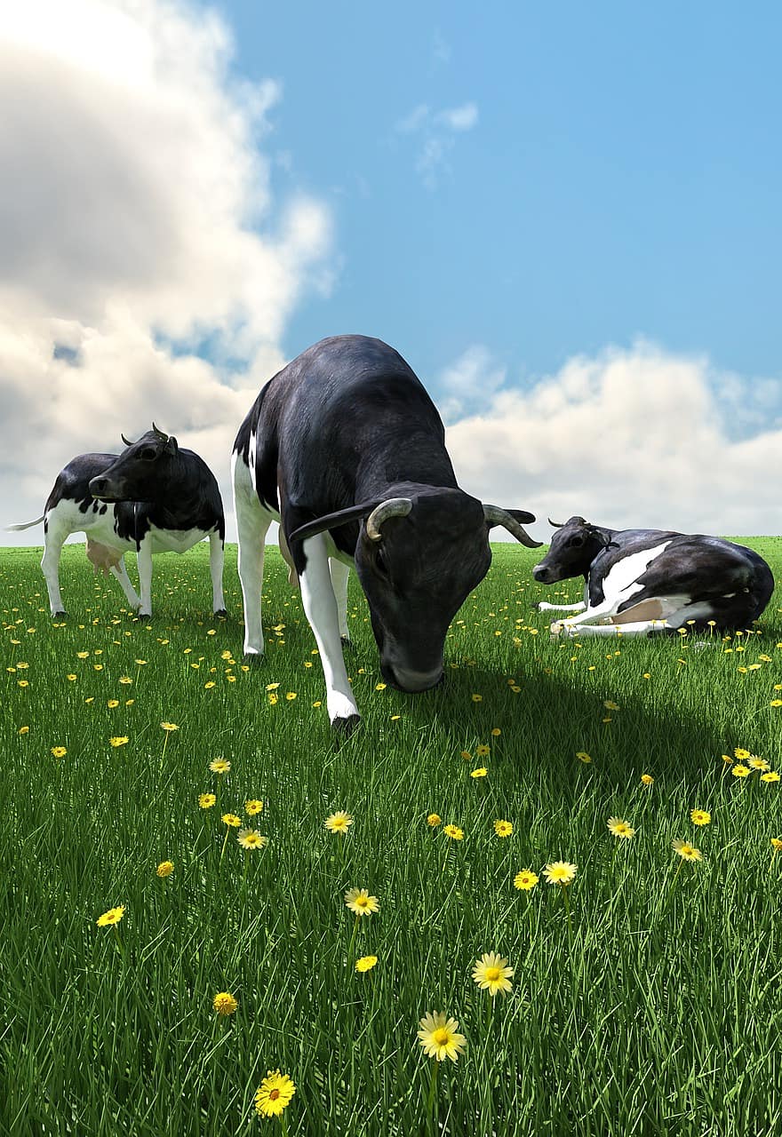 Sommer-, Weide, Kühe, Kuh, Vieh, Hörner, das Vieh, fenne, Wiese, Kupplung, grasen