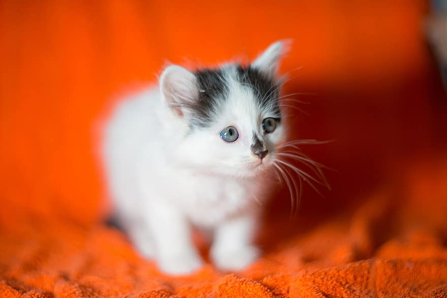 子猫、ミルズ、キューティー、白い猫、ペット、キッド、ネコ、猫、動物たち、魅力的な、甘い