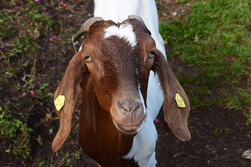 Farm Yard, Animal, Goat