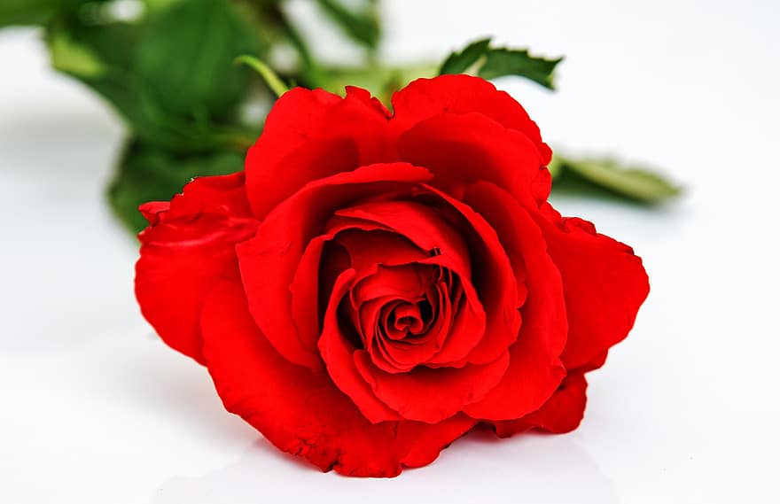 Raudona roze, pakilo, gėlė, raudona gėlė, žydi, žiedas, žiedlapių, žydintys augalai
