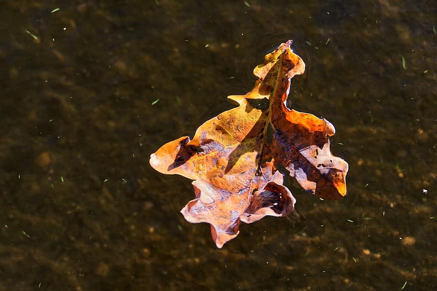 дубовый лист, пруд, озеро, листва, падать, природа