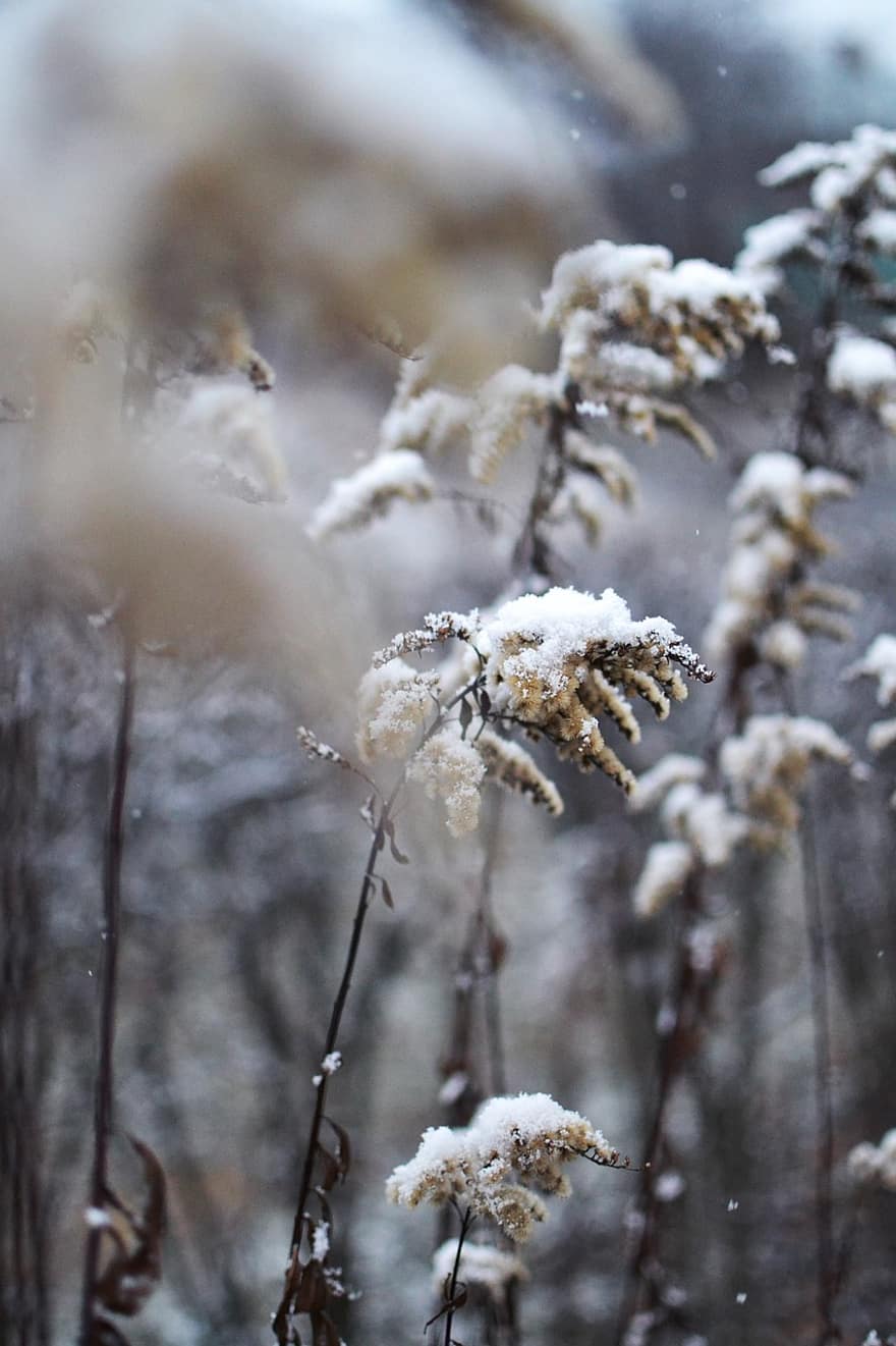 Flowers, Snow, Winter, Botany