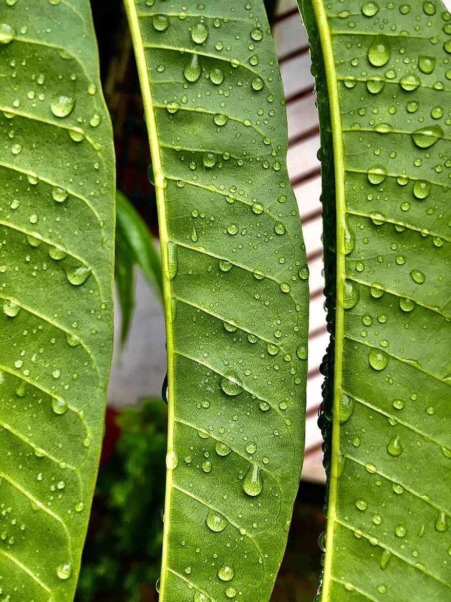 Bladdråber, regn, vand, våd, blad tapet, regndråber, plante