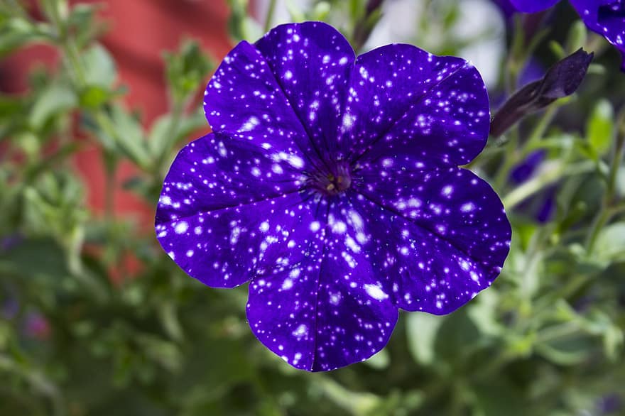 Petunia, Flower, Purple Flower, Petals, Purple Petals, Blossom, Bloom, Flora, Garden, Plant