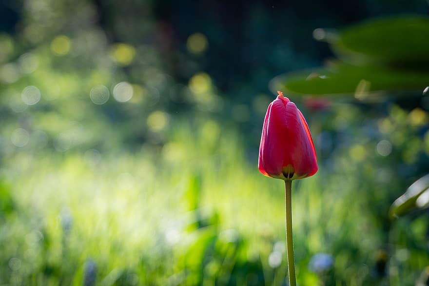 bunga, bunga tulp, kuncup bunga, tulip merah muda, bunga merah muda, alam, taman, musim semi, mekar, berkembang, flora