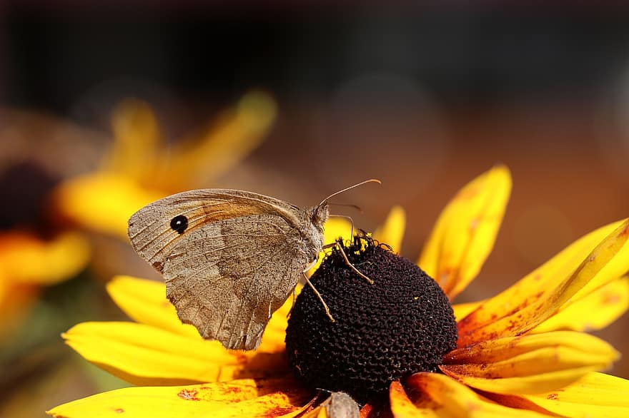kelebek, Çiçekler, yaprakları, doğa, böcek, kanatlar, Biyoloji, bitki, anten, entomoloji