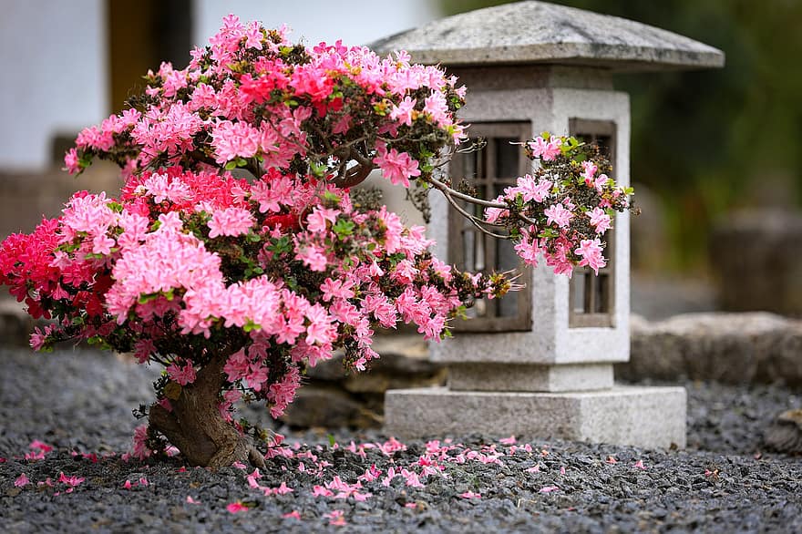 azalea, stein lanterne, japansk hage, lykt, rhododendron, busk, blomster, rosa blomster, blomst, blomstre, bonsai