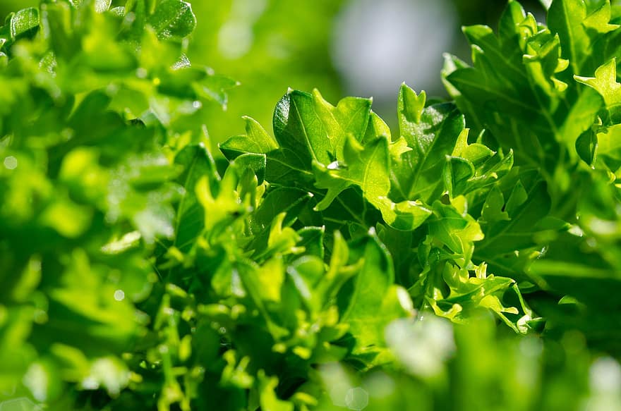 Parsley, Kraus, Fresh, Healthy, Culinary Herbs, Herbs, Green Sauce, Green Soup, Herb Garden, Bio, Garden