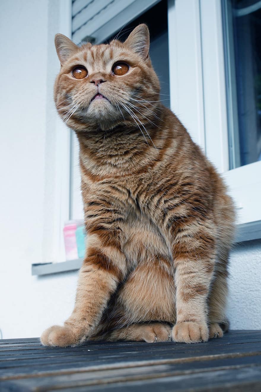 British Shorthair, Red Tabby, Orange Cat, Orange, Feline, Pet, Portrait, Cat Portrait, Mammal, Animal, Domestic