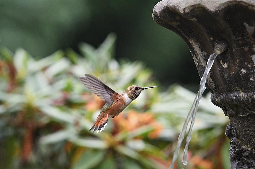 rofous hummingbird, lintu, lento, lentäminen, eläin, höyhenet, höyhenpeite, nokka, laskuttaa, ornitologia, eläinten maailma