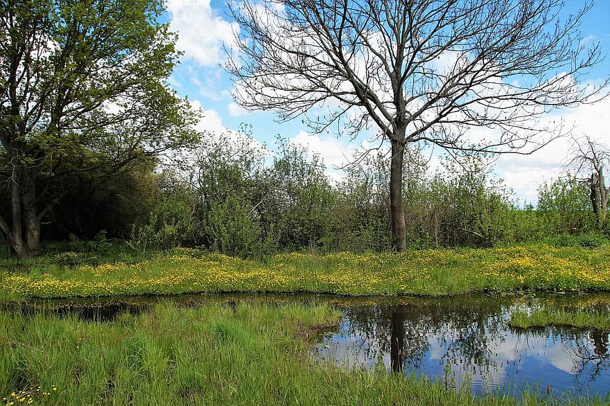 ビオトープ、ラグーン、沼地、春、木、反射、水たまり、草、草が多い、水の反射、風景