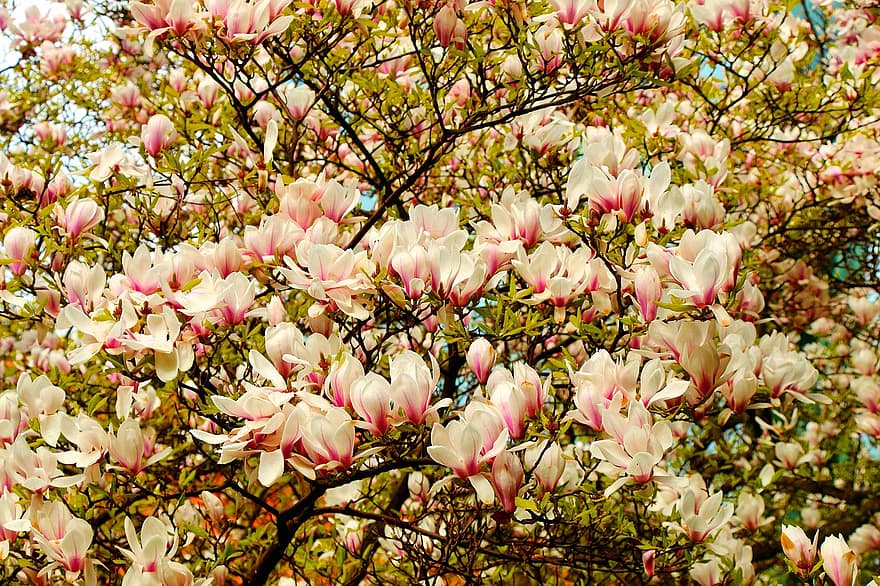 magnolija, ziedi, pavasarī, rozā ziedi, zied, zieds, filiāle, koks, raksturs, lapas, augu