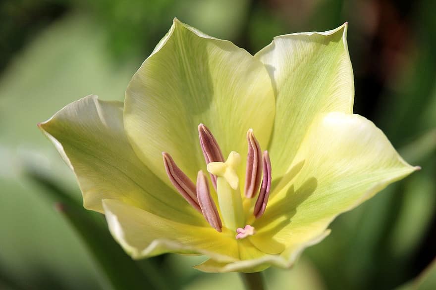 tulipán, okvětní lístky, kalich, květ, flóra, zblízka, rozkvetla, záhon, Příroda, zahrada, detail