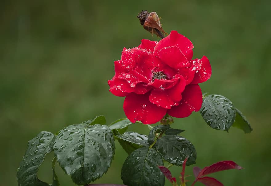 Rose, Flower, Plant, Red Rose, Red Flower, Dew, Wet, Dewdrops, Petals, Bloom, Leaves