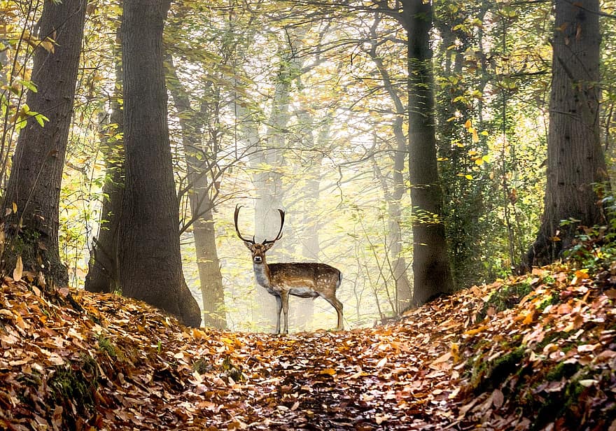 Deer, Fallow Deer, Stag, Buck, Trees, Forest, Woodlands, Rays, Autumn, Leaves, Leaf